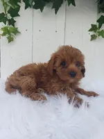 Rose , a female Cavapoo for sale in Sugarcreek, OH – 3 of 7