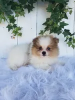 Max, a male Pomeranian for sale in Sugarcreek, OH – 5 of 7