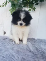 Abby , a female Pomeranian for sale in Sugarcreek, OH – 3 of 8