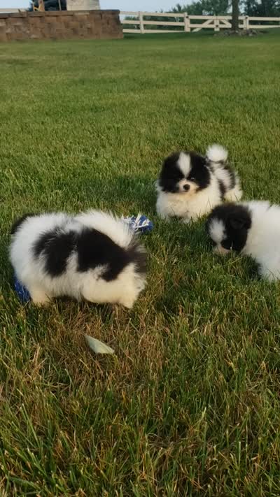 Ollie , a male Pomeranian for sale in Sugarcreek, OH – 7 of 7