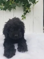 Daisy , a female Cavapoo for sale in Sugarcreek, OH – 5 of 7