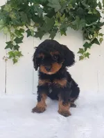Lily , a female Cavapoo for sale in Sugarcreek, OH – 2 of 8