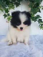 Ollie , a male Pomeranian for sale in Sugarcreek, OH – 5 of 7