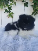 Teddy , a male Pomeranian for sale in Sugarcreek, OH – 7 of 8