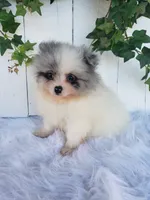 Sophie , a female Pomeranian for sale in Sugarcreek, OH – 4 of 7
