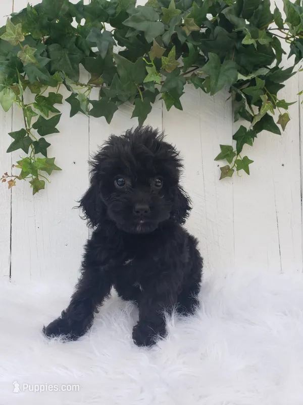 Daisy  – Cavapoo puppy for sale in Sugarcreek, OH