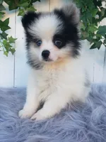 Cody , a male Pomeranian for sale in Sugarcreek, OH – 1 of 8