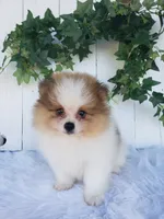 Max, a male Pomeranian for sale in Sugarcreek, OH – 1 of 7