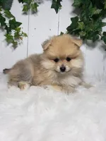 Carla , a female Pomeranian for sale in Sugarcreek, OH – Photo 6 of 7