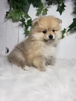 Carla , a female Pomeranian for sale in Sugarcreek, OH – Photo 7 of 7
