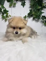 Carla , a female Pomeranian for sale in Sugarcreek, OH – Photo 4 of 7