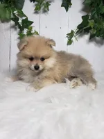 Carla , a female Pomeranian for sale in Sugarcreek, OH – Photo 5 of 7