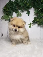 Carla , a female Pomeranian for sale in Sugarcreek, OH – Photo 3 of 7