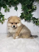 Carla , a female Pomeranian for sale in Sugarcreek, OH – Photo 2 of 7