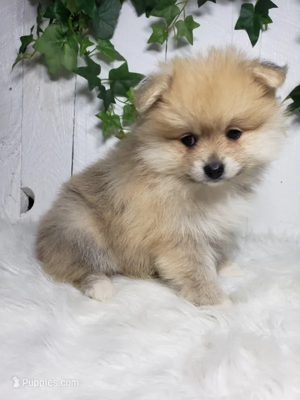 Carla , a female Pomeranian for sale in Sugarcreek, OH – Photo 1 of 7