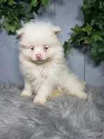 Ava , a female Pomeranian for sale in Sugarcreek, OH – Photo 4 of 7