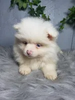 Ava , a female Pomeranian for sale in Sugarcreek, OH – Photo 3 of 7