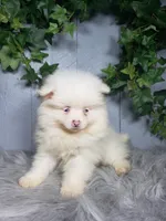 Ava , a female Pomeranian for sale in Sugarcreek, OH – Photo 6 of 7