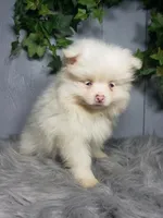 Ava , a female Pomeranian for sale in Sugarcreek, OH – Photo 2 of 7