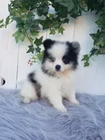 Cody , a male Pomeranian for sale in Sugarcreek, OH – 4 of 8