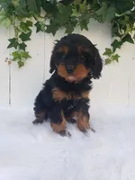 Lily , a female Cavapoo for sale in Sugarcreek, OH – 8 of 8