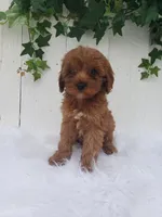 Rose , a female Cavapoo for sale in Sugarcreek, OH – 2 of 7
