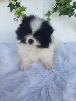 Willa , a female Pomeranian for sale in Sugarcreek, OH – 6 of 7