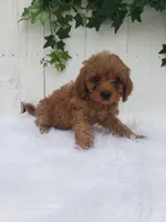 Rex , a male Cavapoo for sale in Sugarcreek, OH – 4 of 6