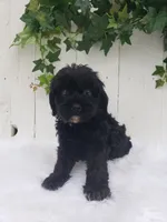 Lucky , a male Cavapoo for sale in Sugarcreek, OH – 4 of 6