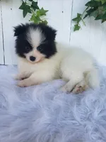 Ollie , a male Pomeranian for sale in Sugarcreek, OH – 2 of 7