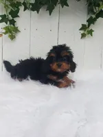 Callie , a female Cavapoo for sale in Sugarcreek, OH – 3 of 7