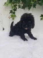 Lucky , a male Cavapoo for sale in Sugarcreek, OH – 6 of 6