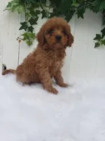 Rex , a male Cavapoo for sale in Sugarcreek, OH – 2 of 6