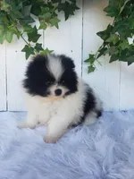 Willa , a female Pomeranian for sale in Sugarcreek, OH – 5 of 7