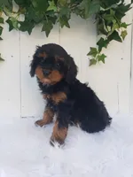 Lily , a female Cavapoo for sale in Sugarcreek, OH – 6 of 8