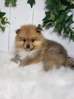 Ollie , a male Pomeranian for sale in Sugarcreek, OH – Photo 5 of 6