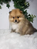 Ollie , a male Pomeranian for sale in Sugarcreek, OH – Photo 4 of 6