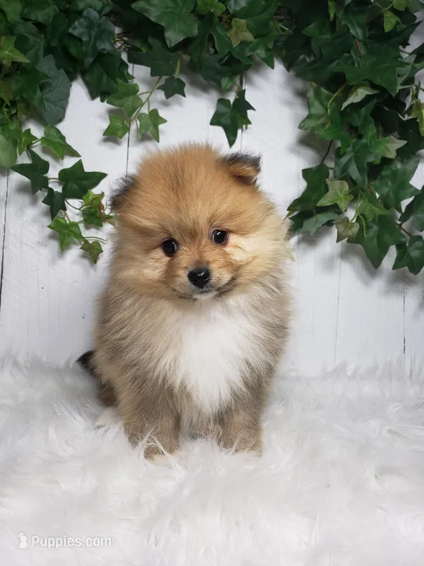 Ollie  – Pomeranian puppy for sale in Sugarcreek, OH