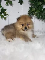 Ollie , a male Pomeranian for sale in Sugarcreek, OH – Photo 3 of 6