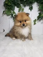 Ollie , a male Pomeranian for sale in Sugarcreek, OH – Photo 6 of 6
