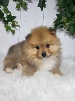 Ollie , a male Pomeranian for sale in Sugarcreek, OH – Photo 2 of 6