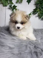 Theo , a male Pomeranian for sale in Sugarcreek, OH – Photo 6 of 6