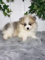 Theo , a male Pomeranian for sale in Sugarcreek, OH – Photo 5 of 6