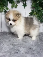Theo , a male Pomeranian for sale in Sugarcreek, OH – Photo 2 of 6