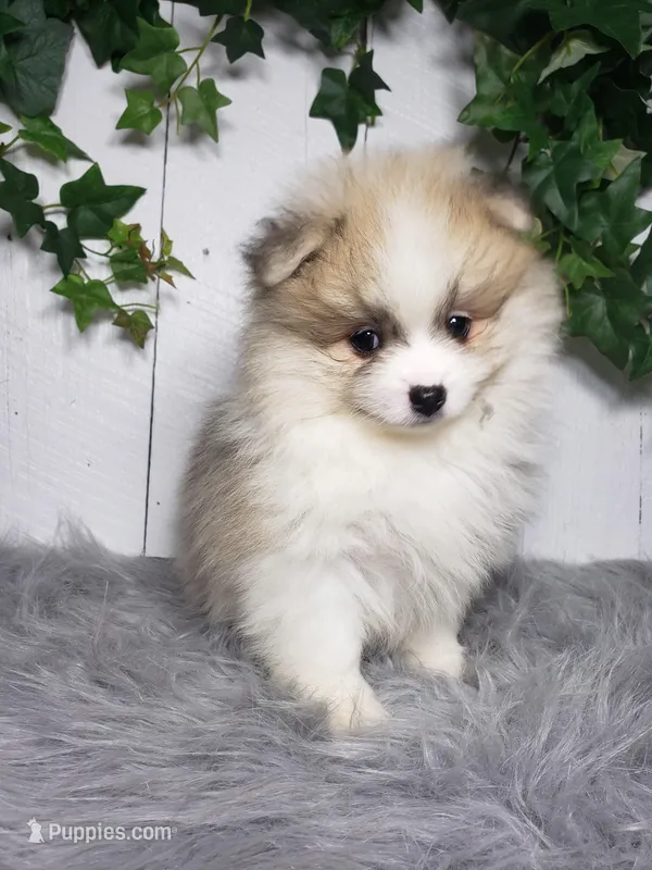 Theo  – Pomeranian puppy for sale in Sugarcreek, OH