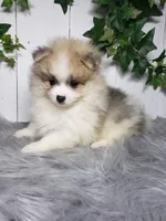 Theo , a male Pomeranian for sale in Sugarcreek, OH – Photo 4 of 6