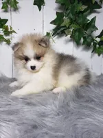 Theo , a male Pomeranian for sale in Sugarcreek, OH – Photo 3 of 6