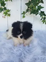 Mia , a female Pomeranian for sale in Sugarcreek, OH – 5 of 7