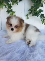 Max, a male Pomeranian for sale in Sugarcreek, OH – 4 of 7