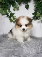 Paige , a female Pomeranian for sale in Sugarcreek, OH – Photo 4 of 6